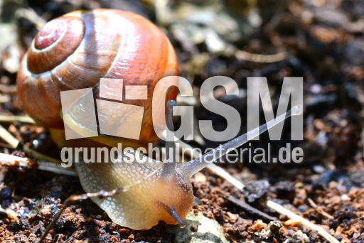 Bänderschnecke (2).jpg